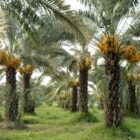 Salman Farshi Garden